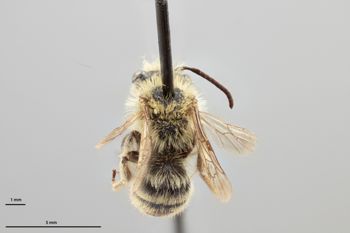 Media type: image;   Entomology 770431 Aspect: habitus dorsal view